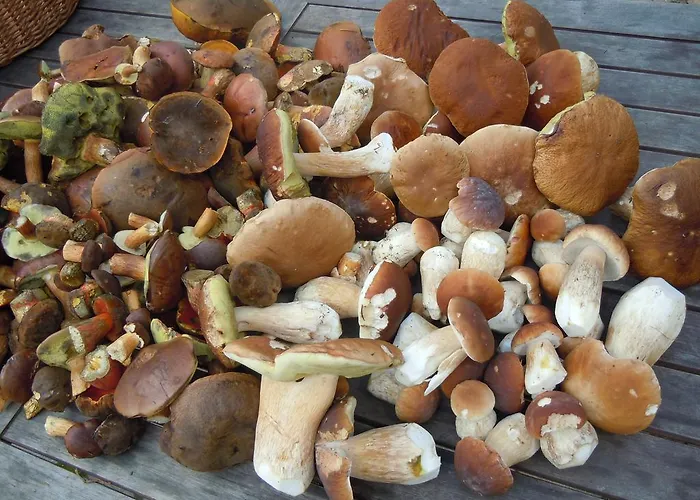 Apartmany Nove Hute Нове-Хуте